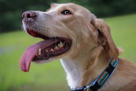 Rugged Roots - Dog Collar