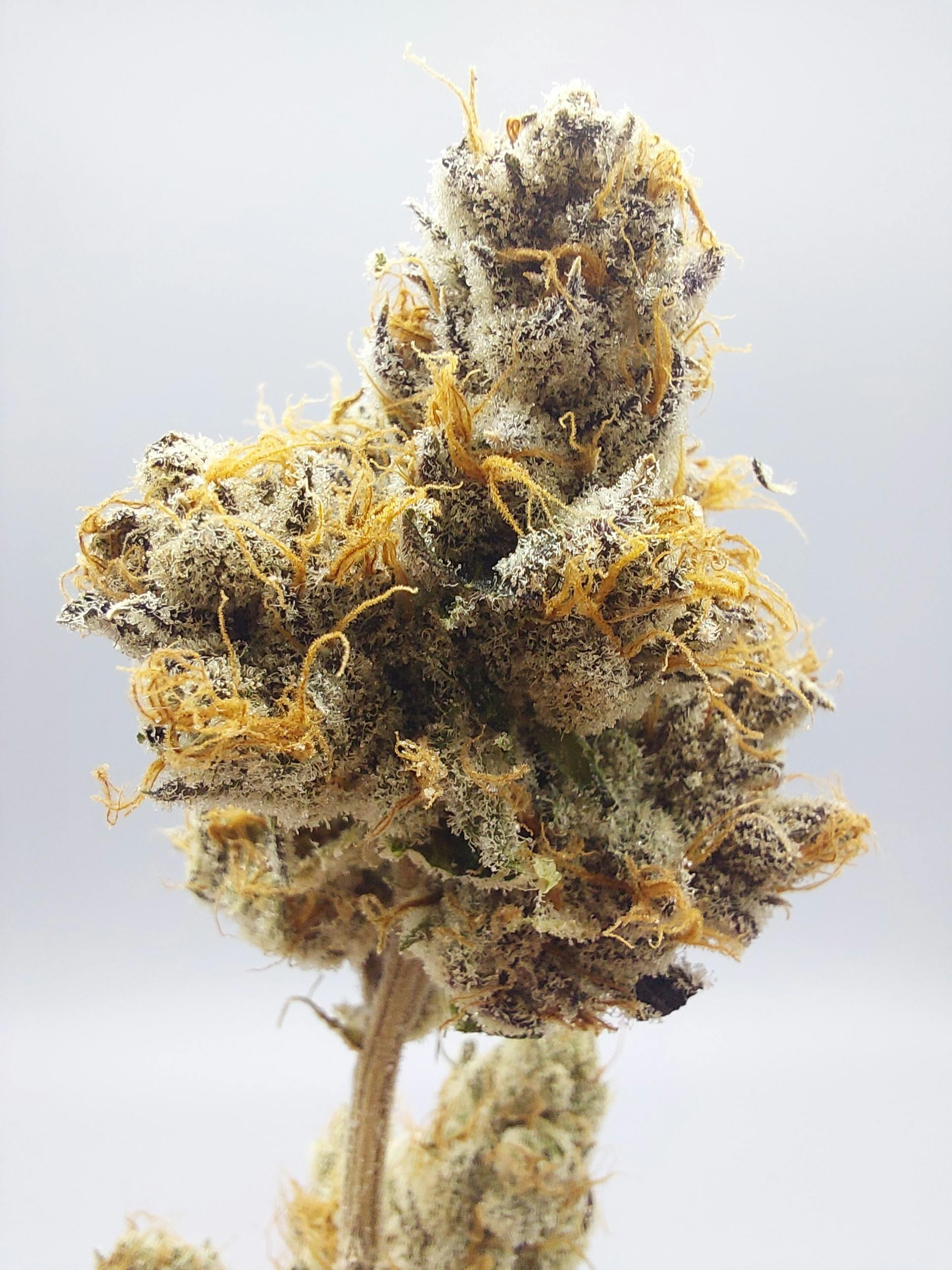 Rainbow reserve deals strain