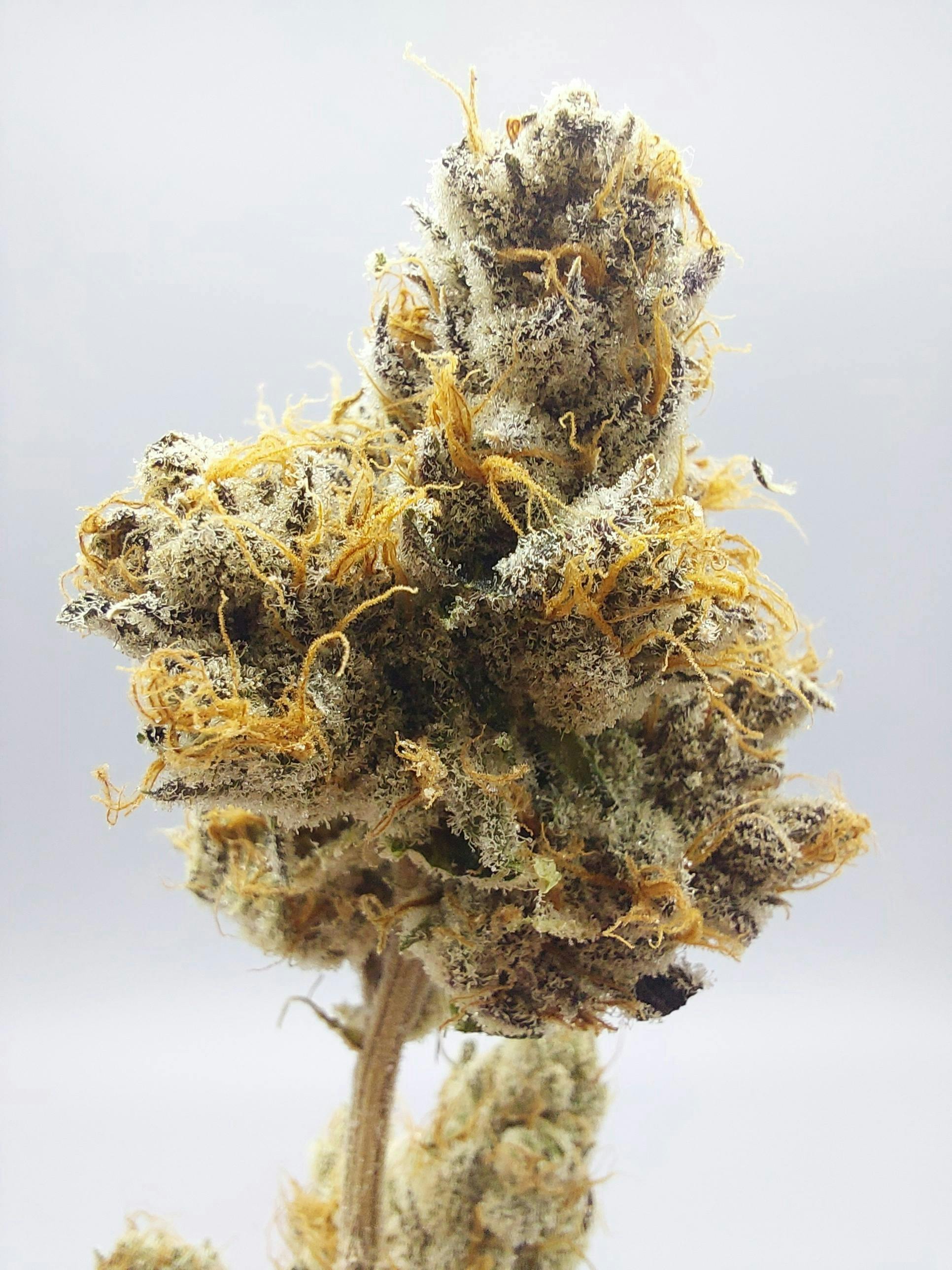 Flower - Tier 1 - Rainbow Reserve #7 by Ripple Wellness
