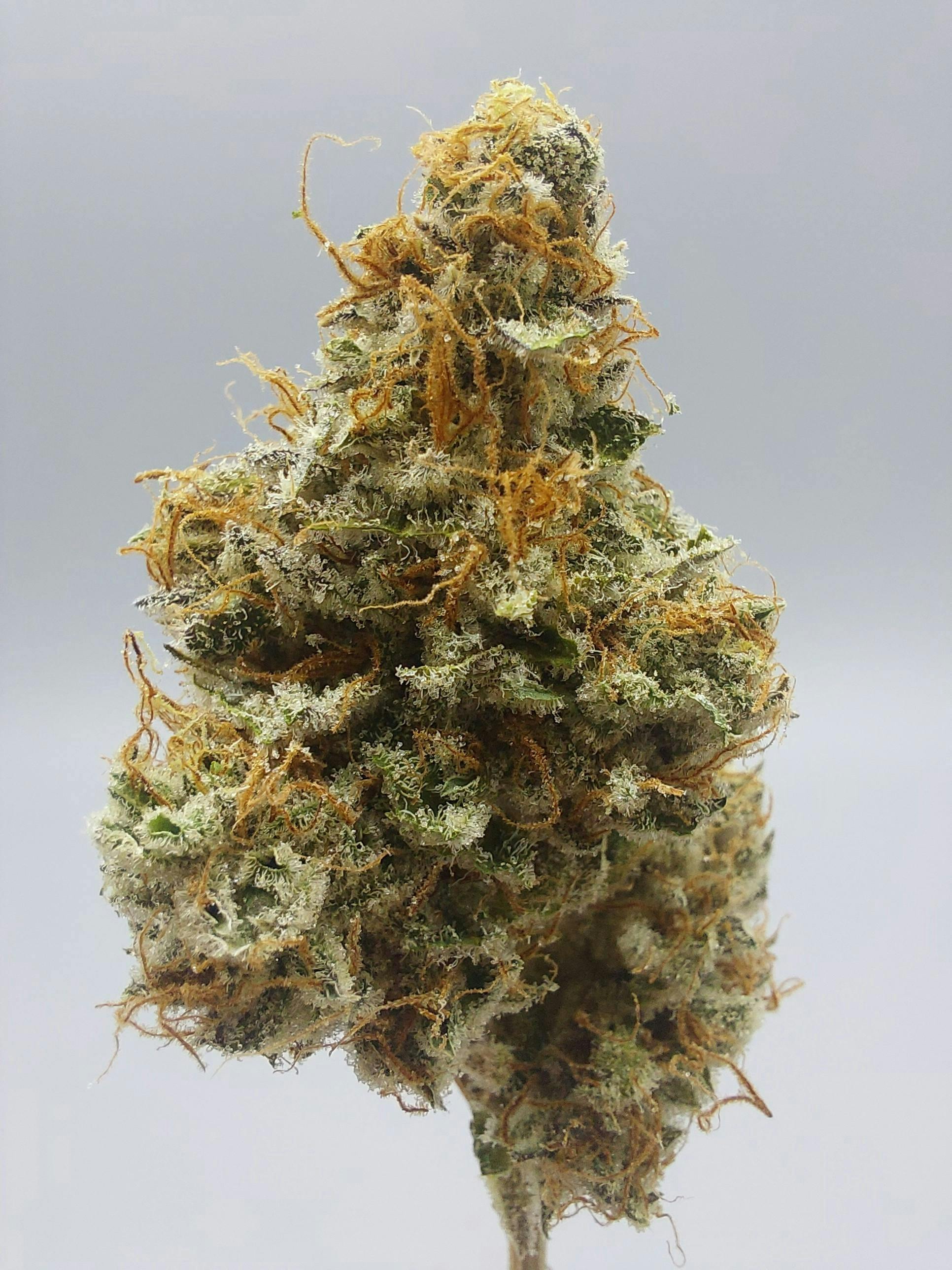Flower - Tier 1 - Loose Lucy #8 by Ripple Wellness