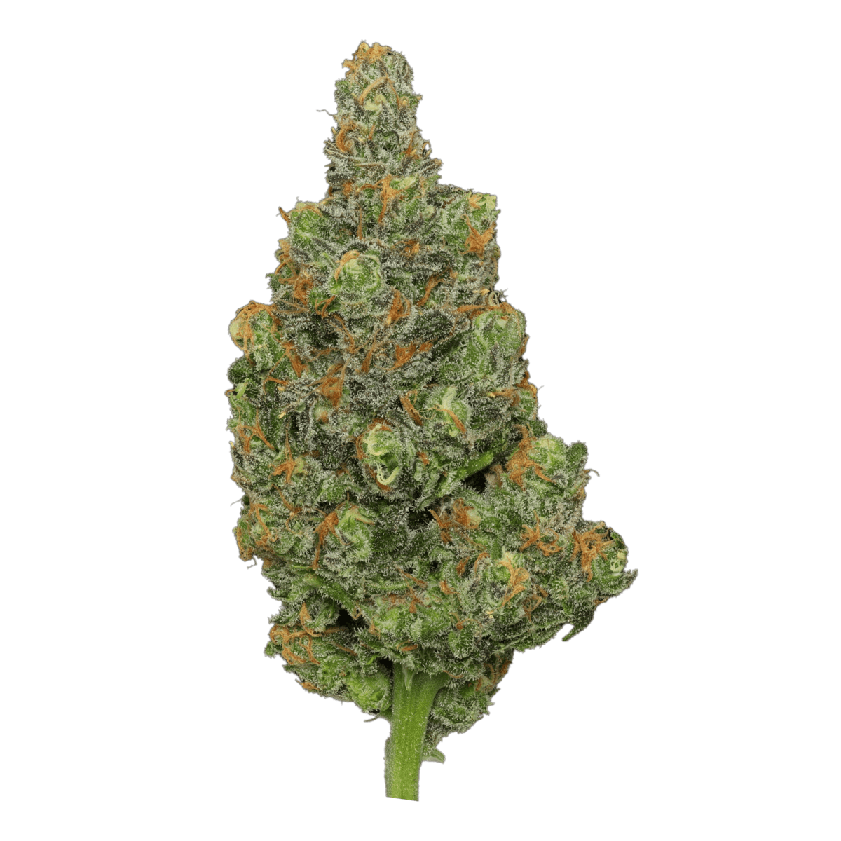 Blue Dream Deli Flower - Enlighten