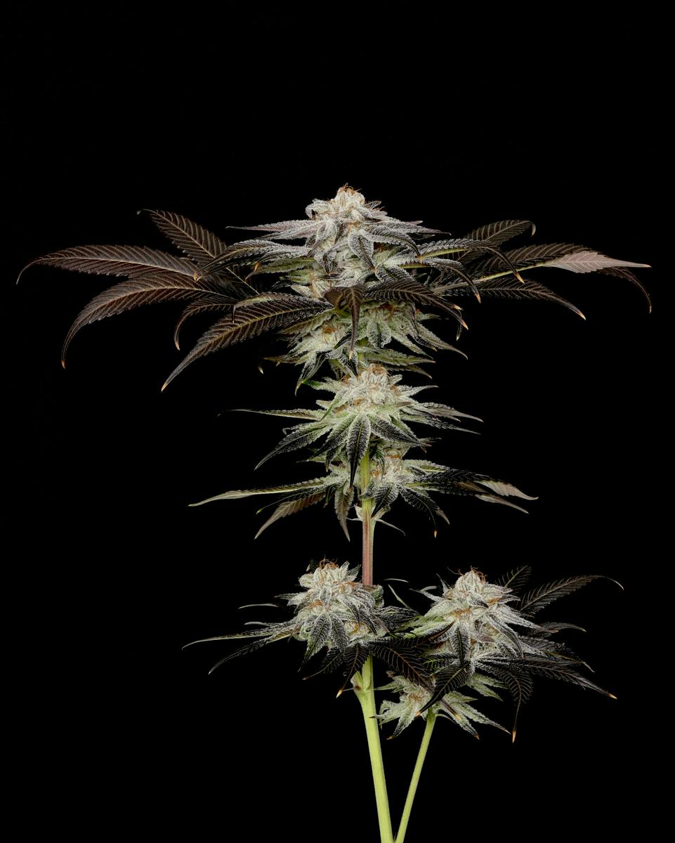 Purple Punch Flower by Alaska Cannabis Exchange