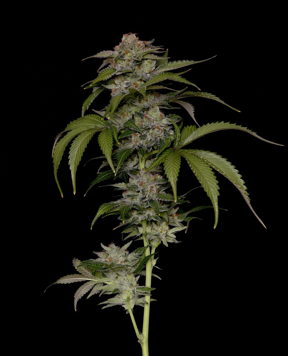 Indiana Moonshine Bubble Gum (IMBG) Flower by Alaska Cannabis Exchange