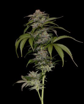 Indiana Moonshine Bubble Gum (IMBG) Flower