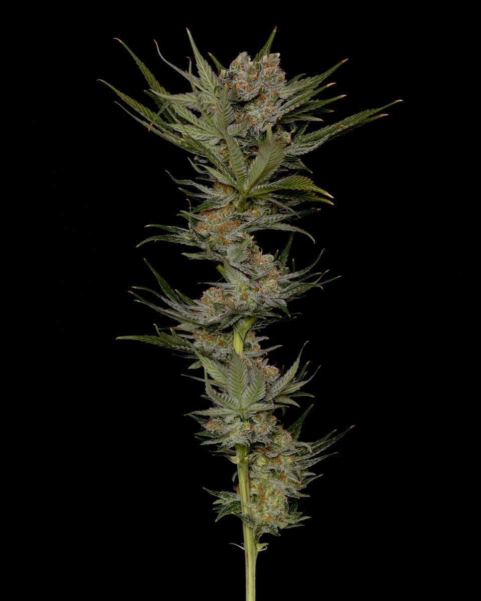 Green Crack Flower