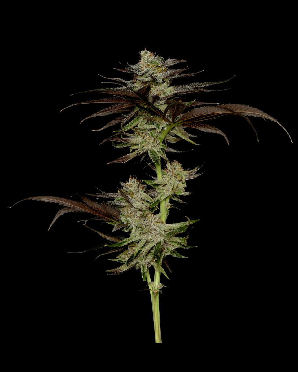 Banana Punch Flower
