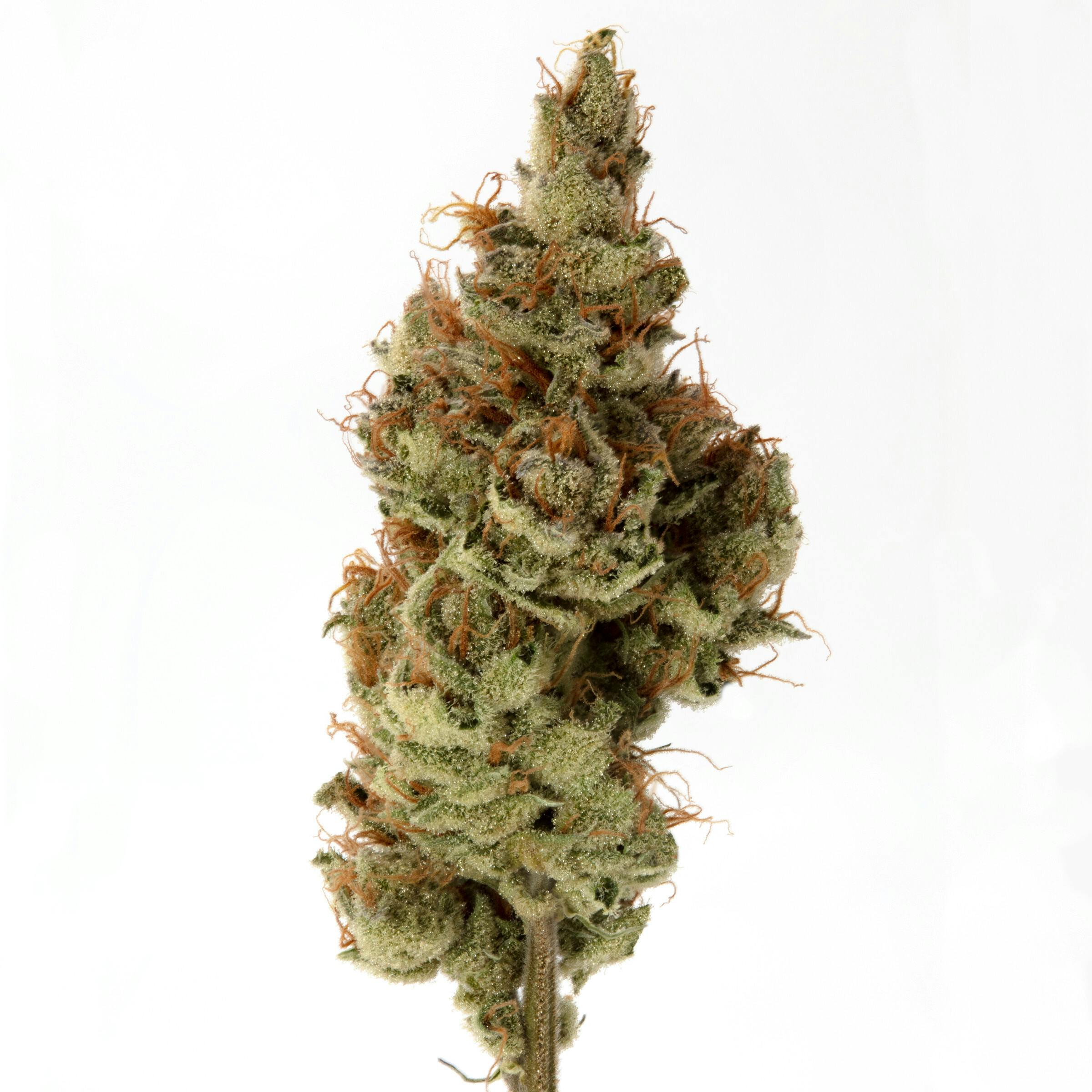 Cannassentials: Lambs Dough