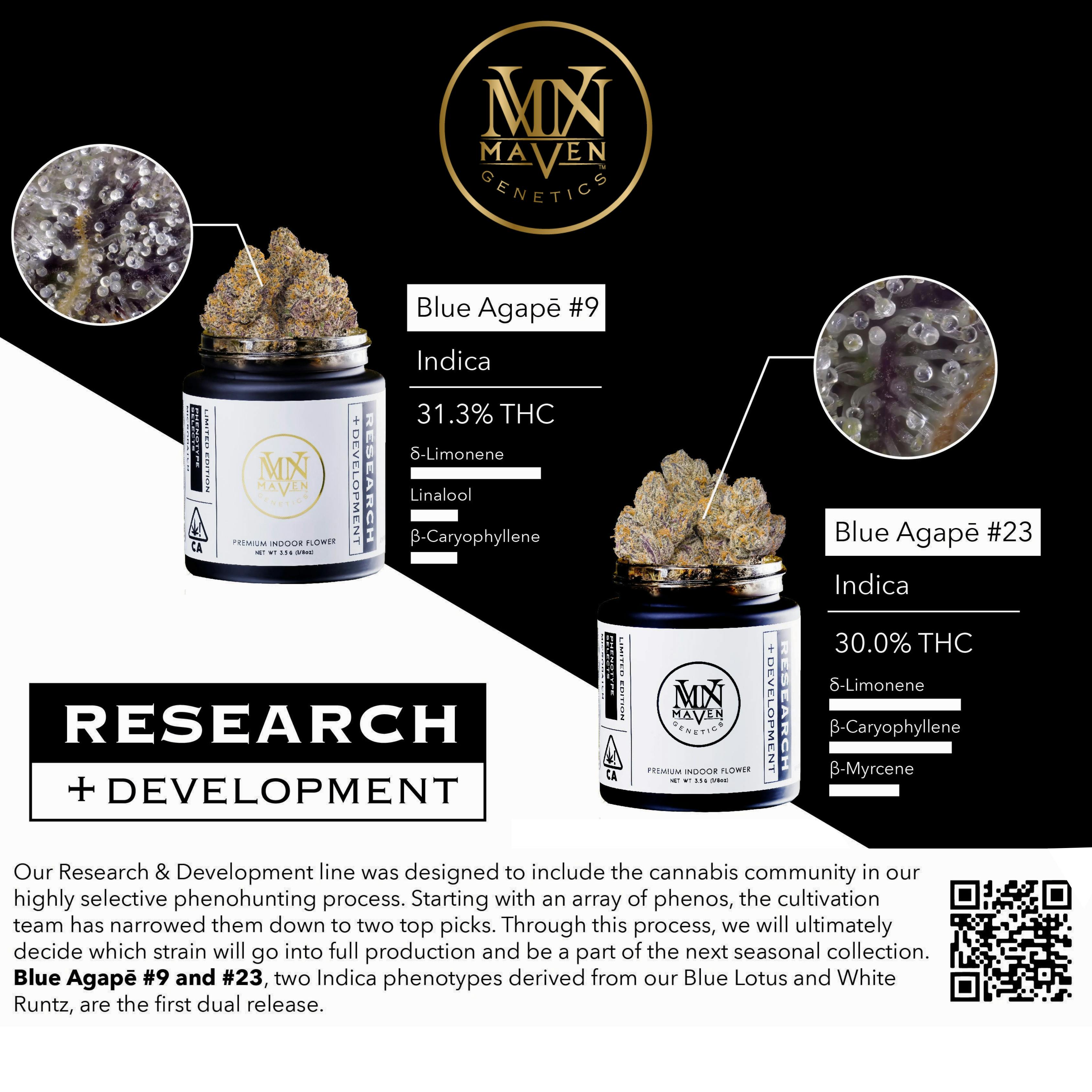 Maven Genetics: Blue Agapē #23