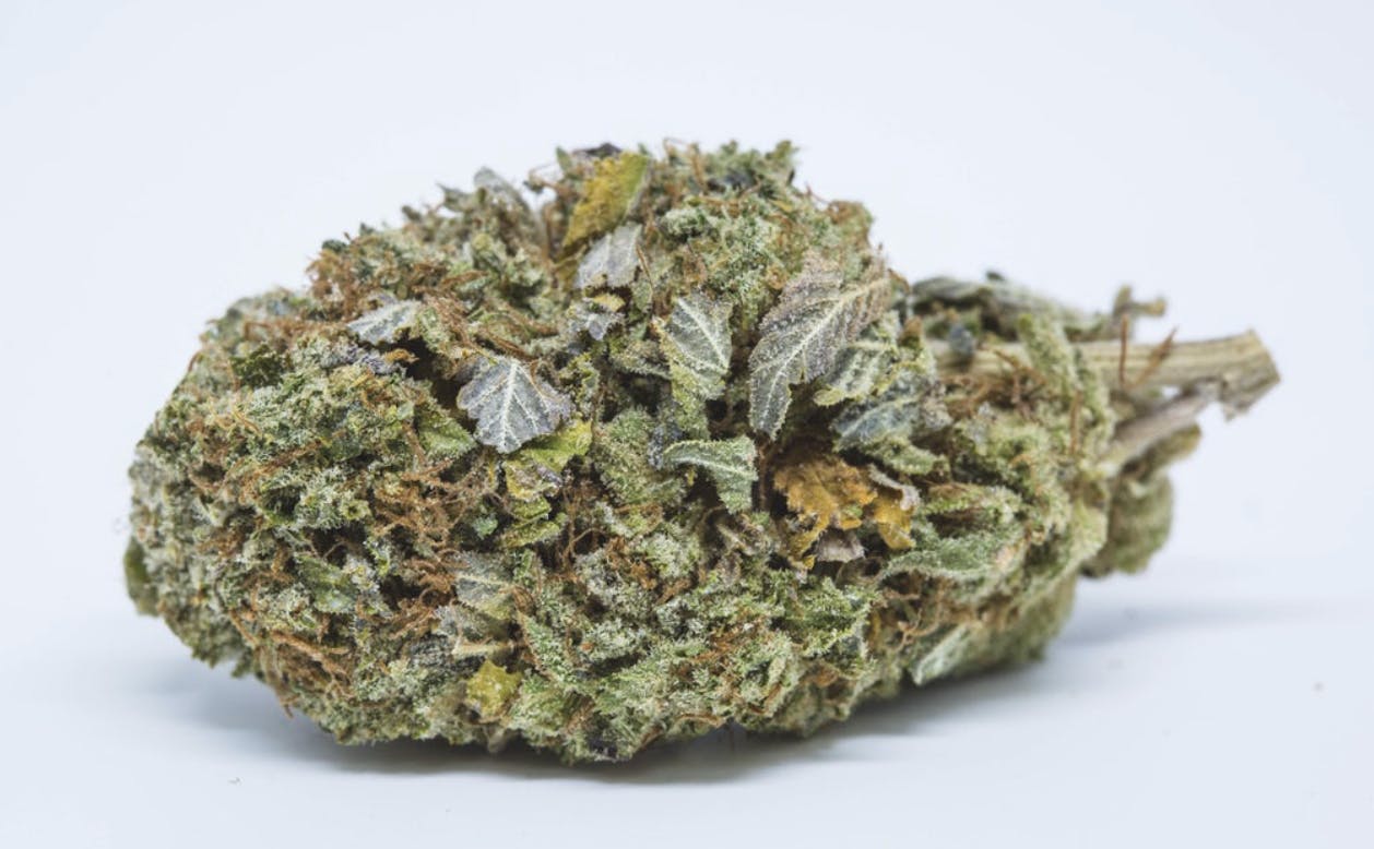 Pumpkin Muffin - Hybrid - 30.78% THC