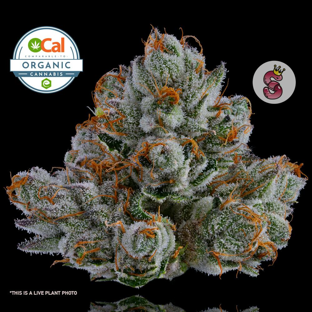No Till Kings — Larry Strawberry