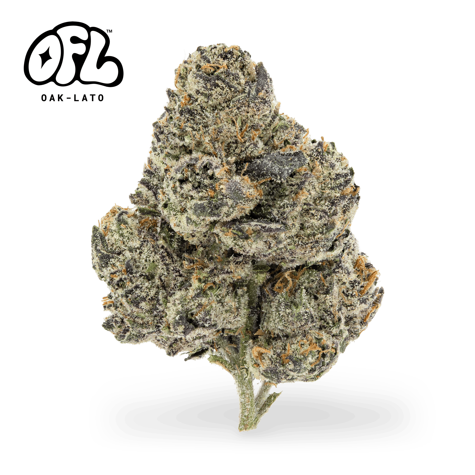 Oak-Lato | Big Buds | 7g