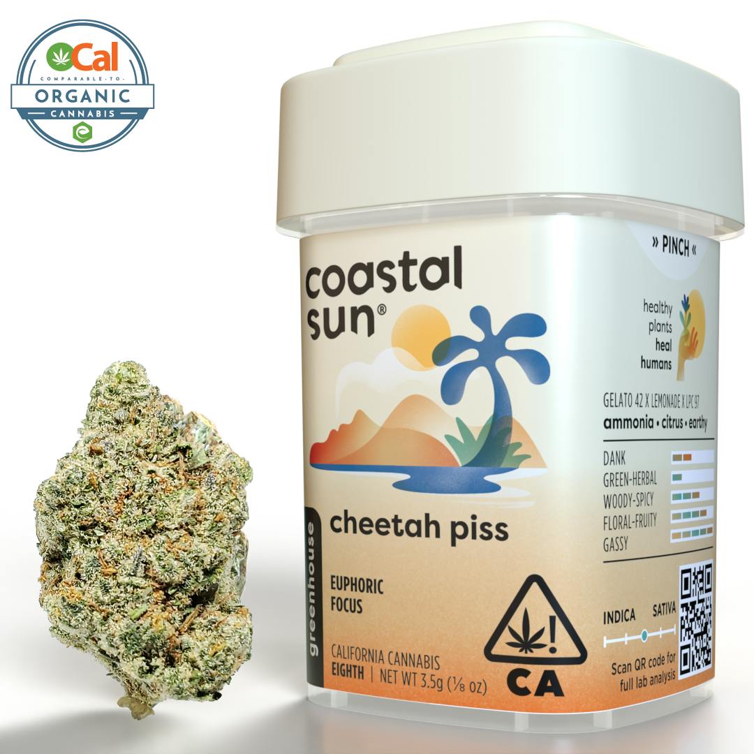 Coastal Sun: Cheetah Piss