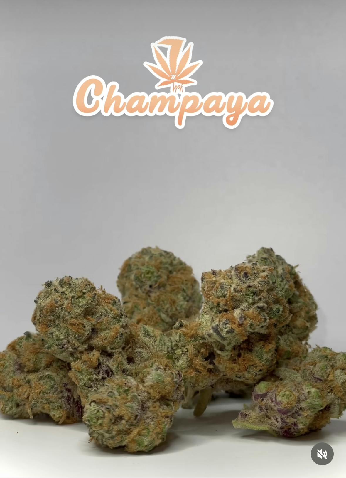 Champaya