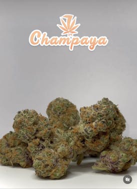 Champaya
