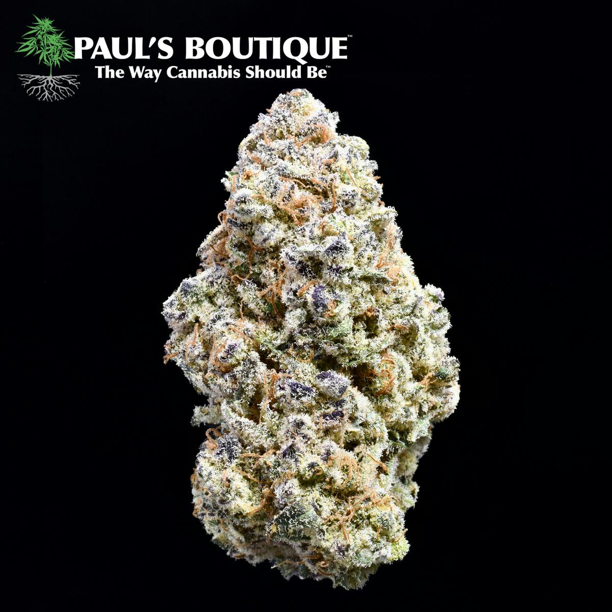 Grapeology by Paul's Boutique