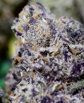 Platinum Lemon Cherry Gelato - Indica - 35.9% THC