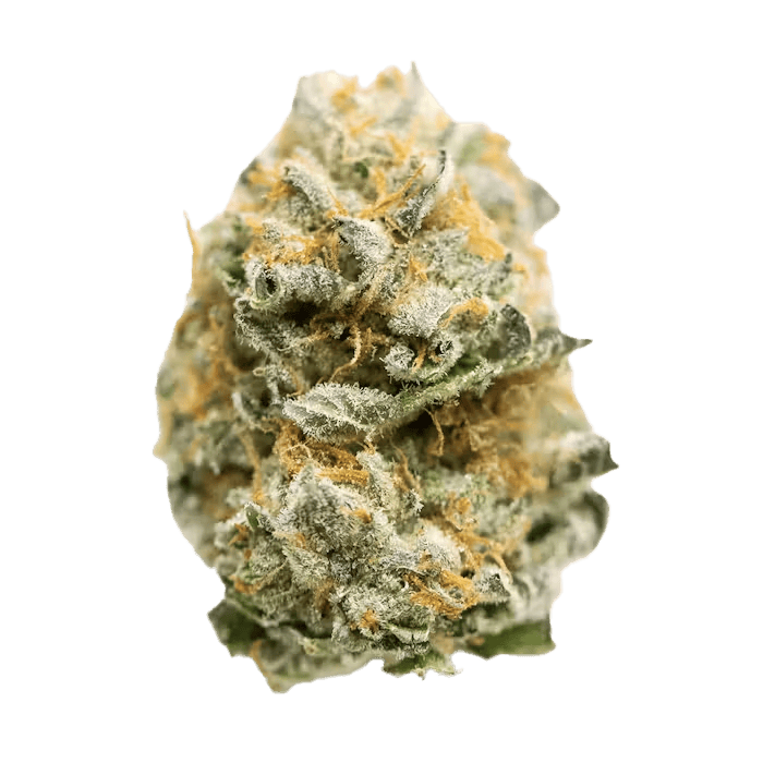 Evidence — Jelly Donutz