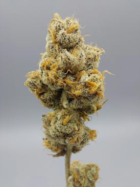 Flower - Tier 2 - Rainbow Reserve #9