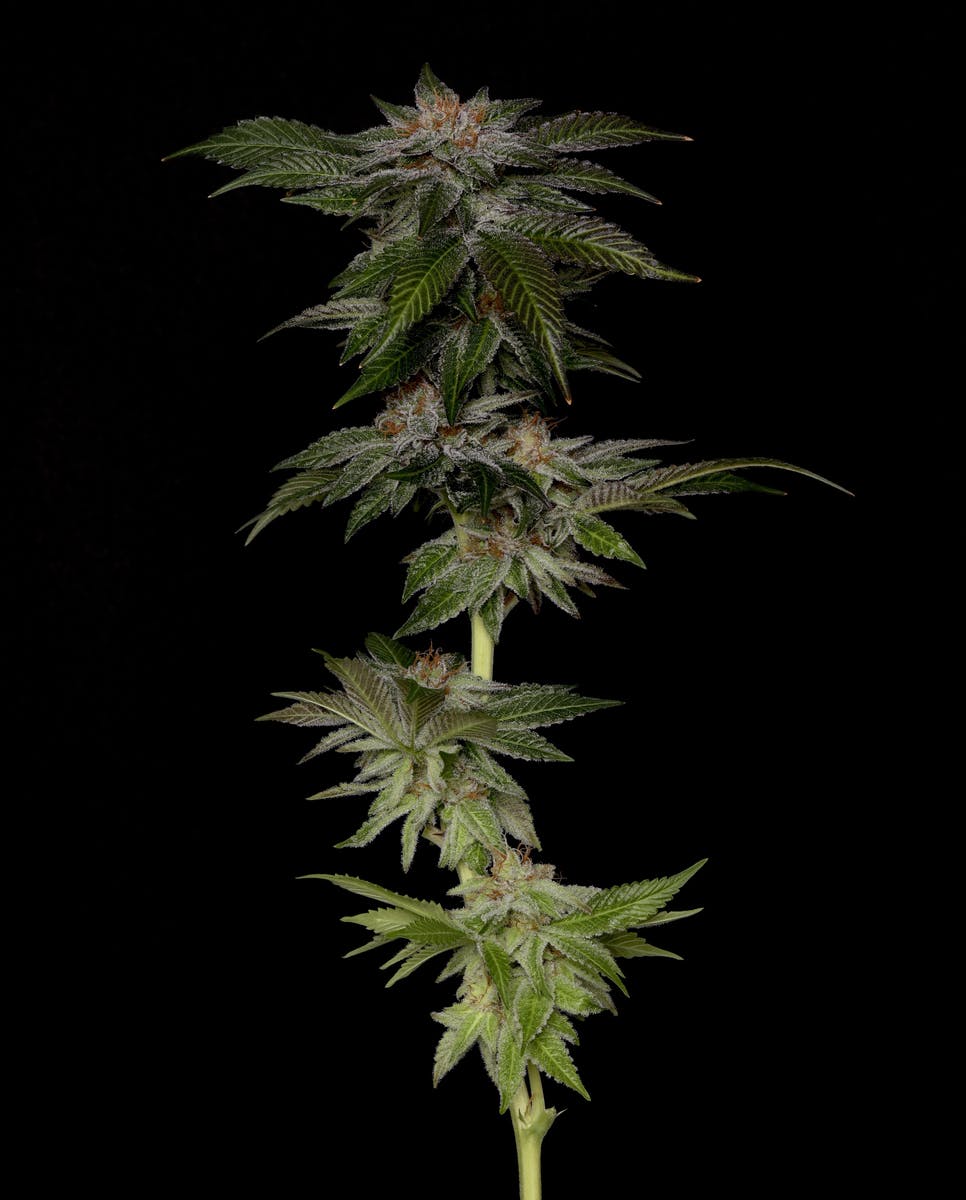 GrandDaddy Banner Flower