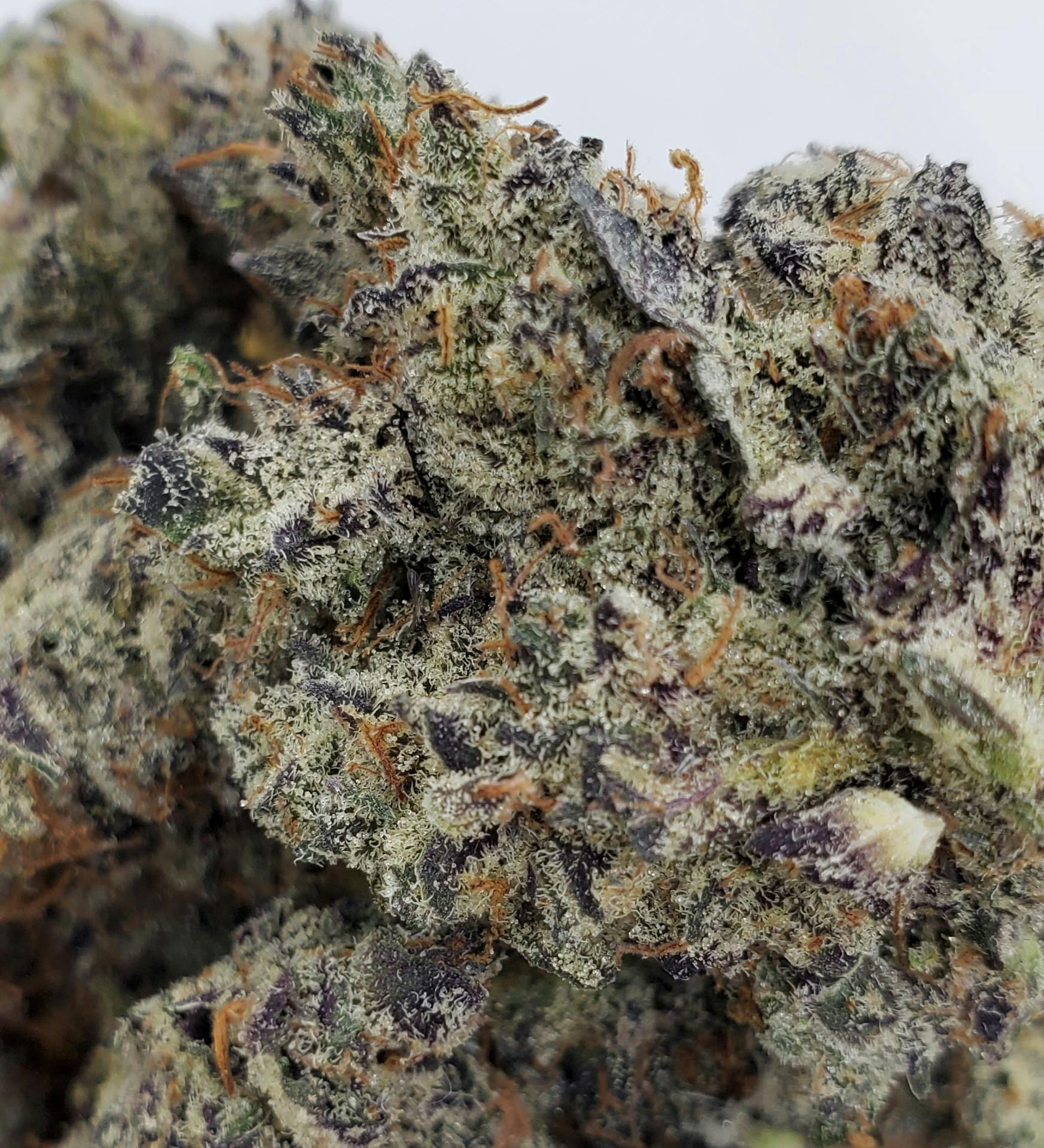 Modified Grapes - World Class Cannabis