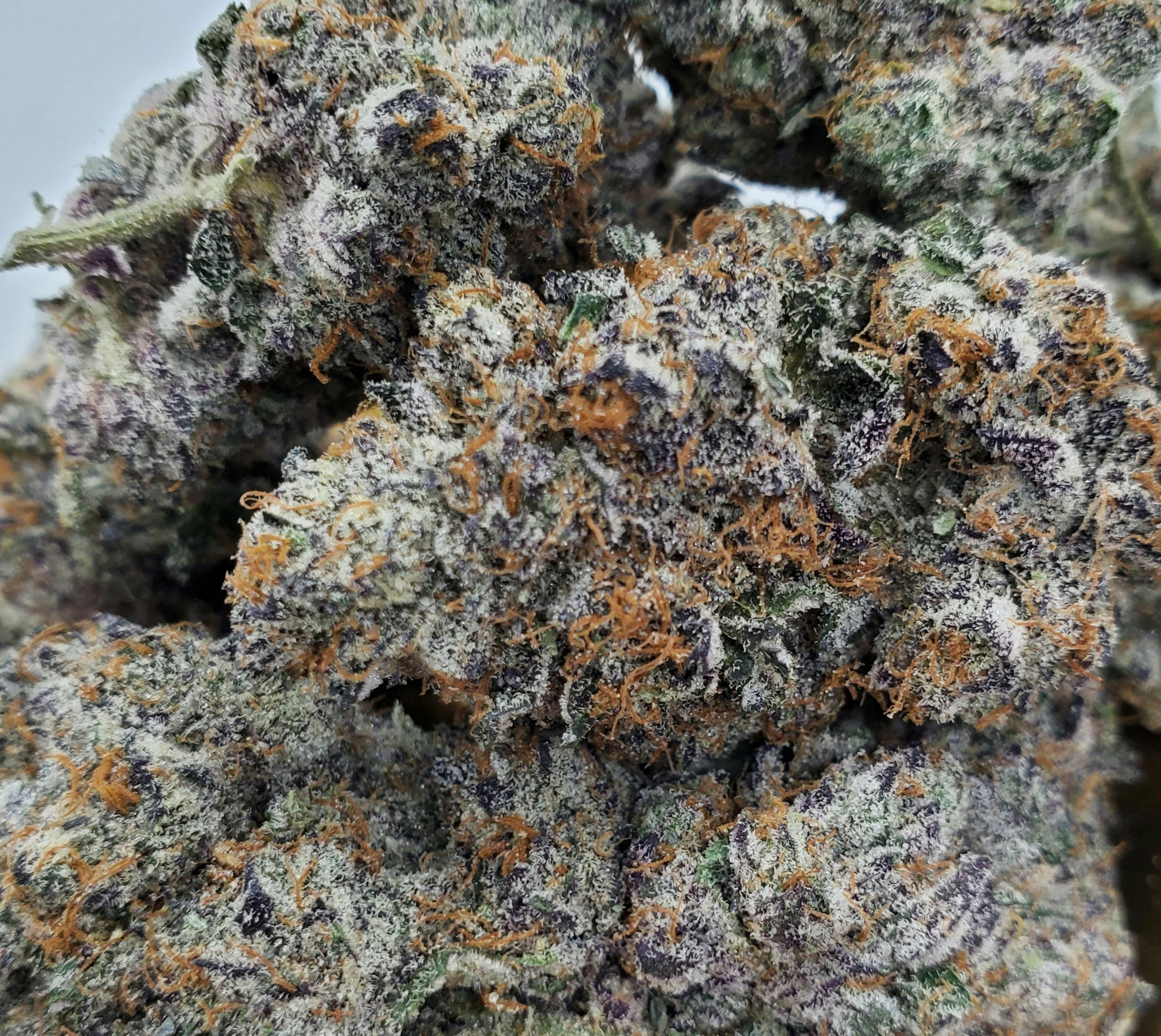 Purple Punch by World Class Cannabis