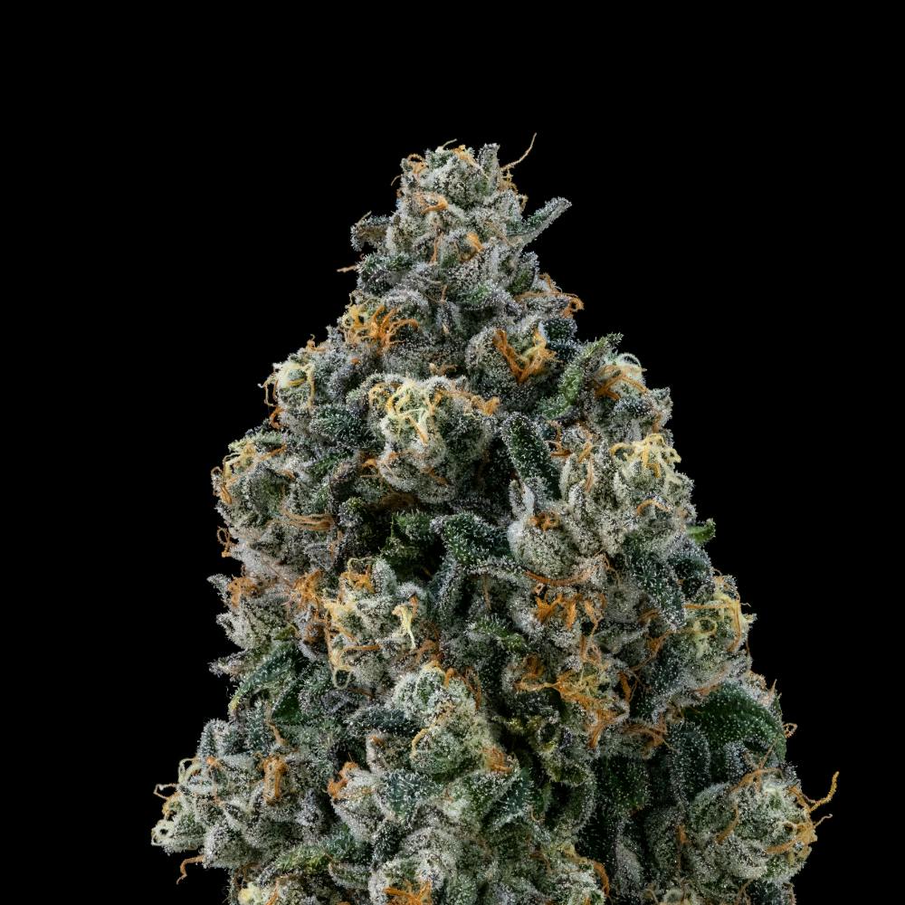 Sour Apple Tahoe OG | Hybrid Flower [3.5g] - FloraCal Farms