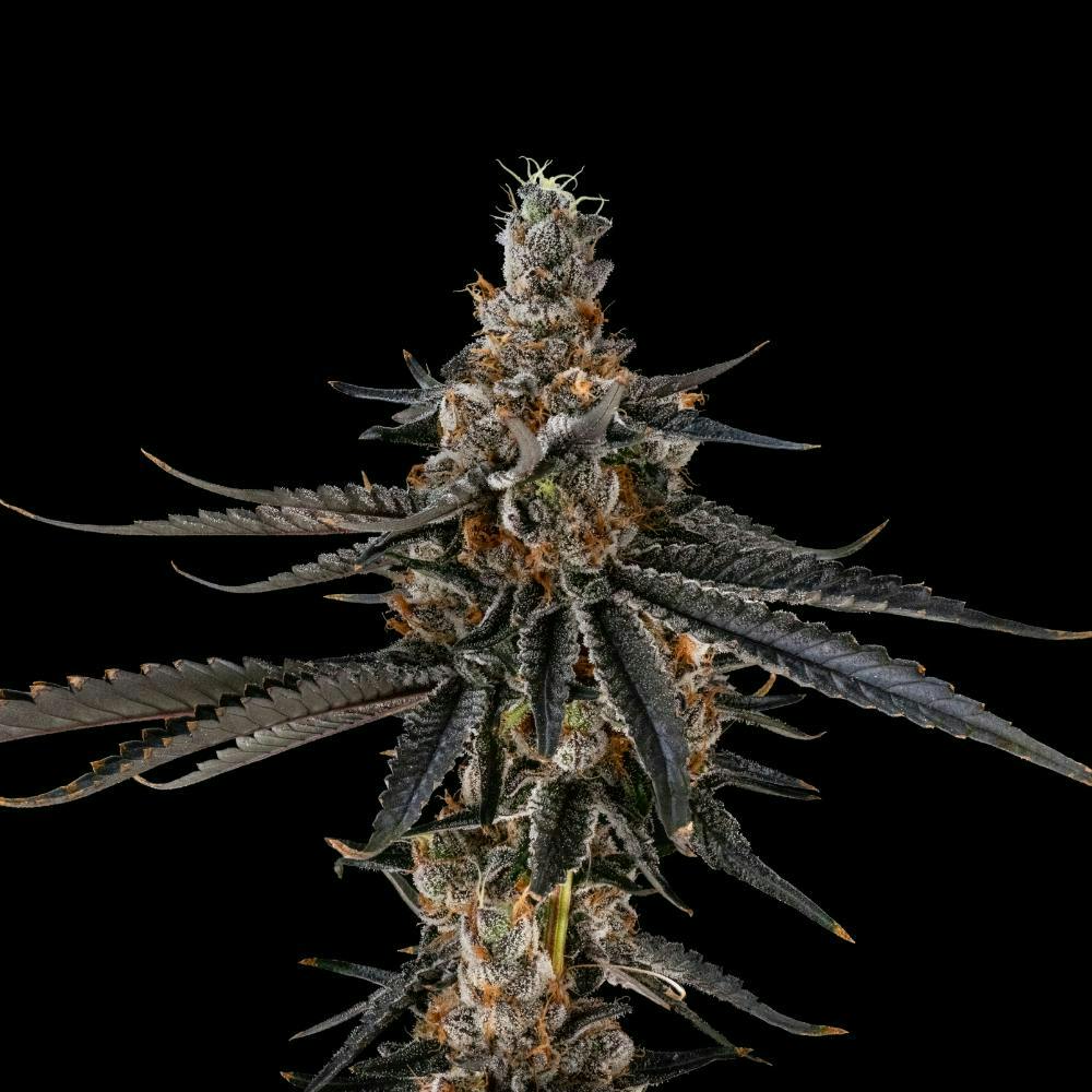 FloraCal Farms: Astropop - Big Buds - 3.5g