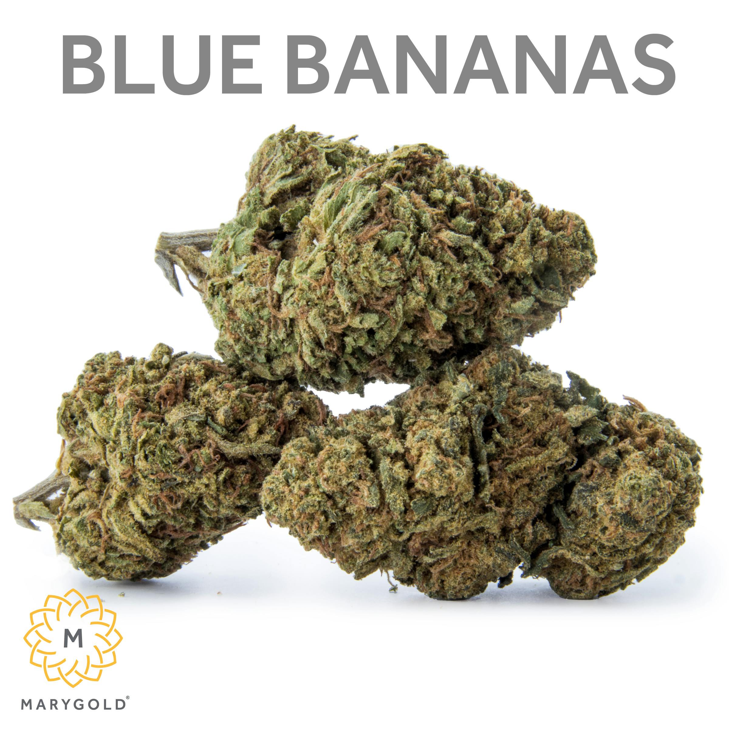 Marygold Blue Bananas 3.5g (29 THC Sativa) Weedmaps