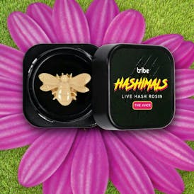 Hashimals - Bumblebee - 1g
