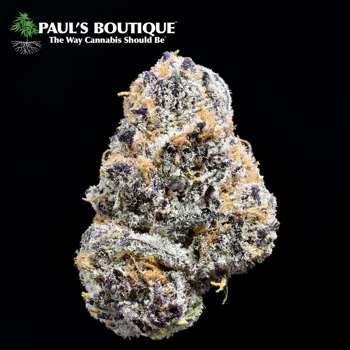 Black Kandy Kush