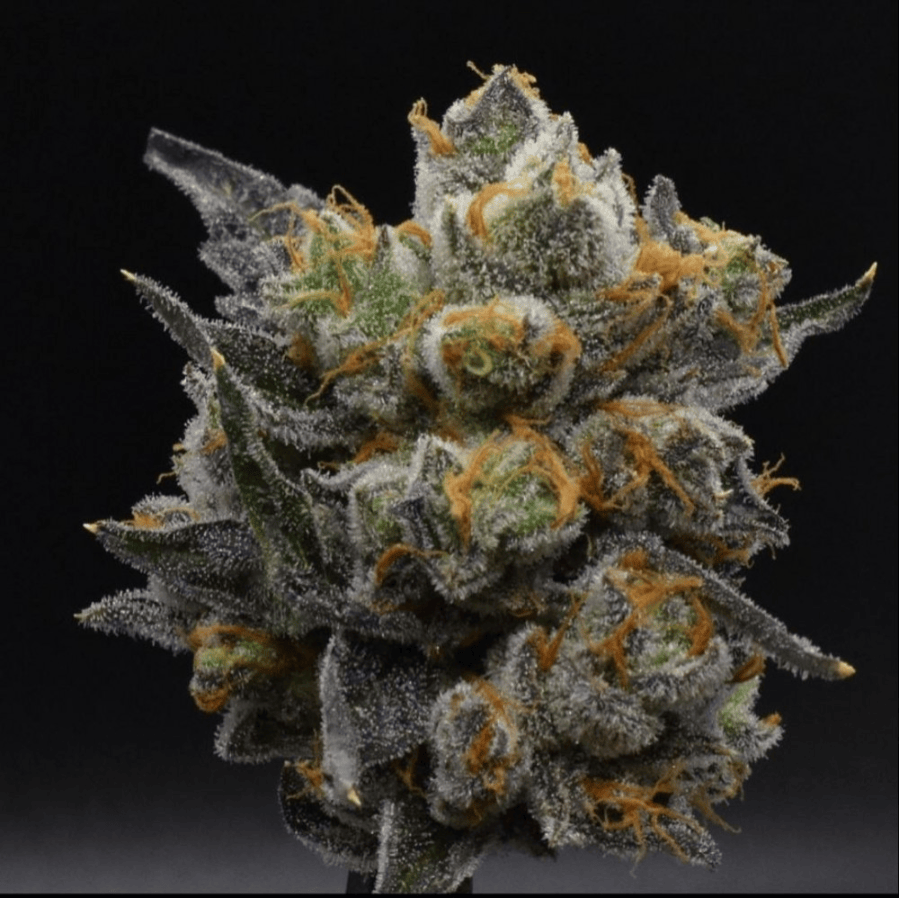 Foul Mouth Paul's Boutique