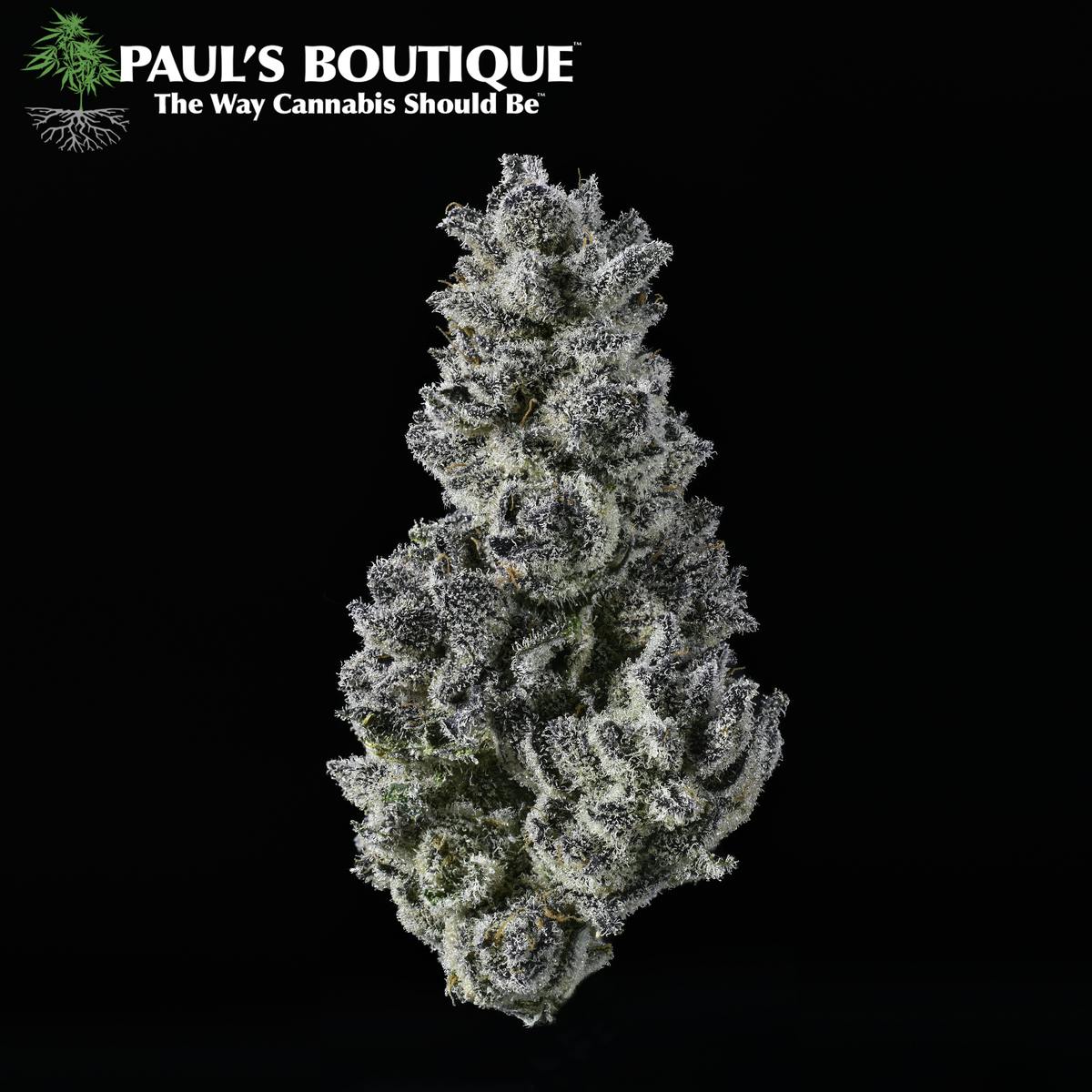 Floruit Paul's Boutique