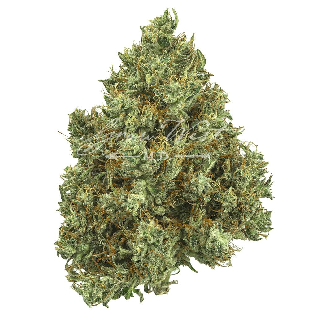 Lilac Diesel | Gold | Trimmed Flower