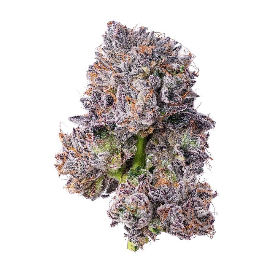 Purple Lotus Kush