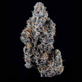 Sherb Cream Pie Flower
