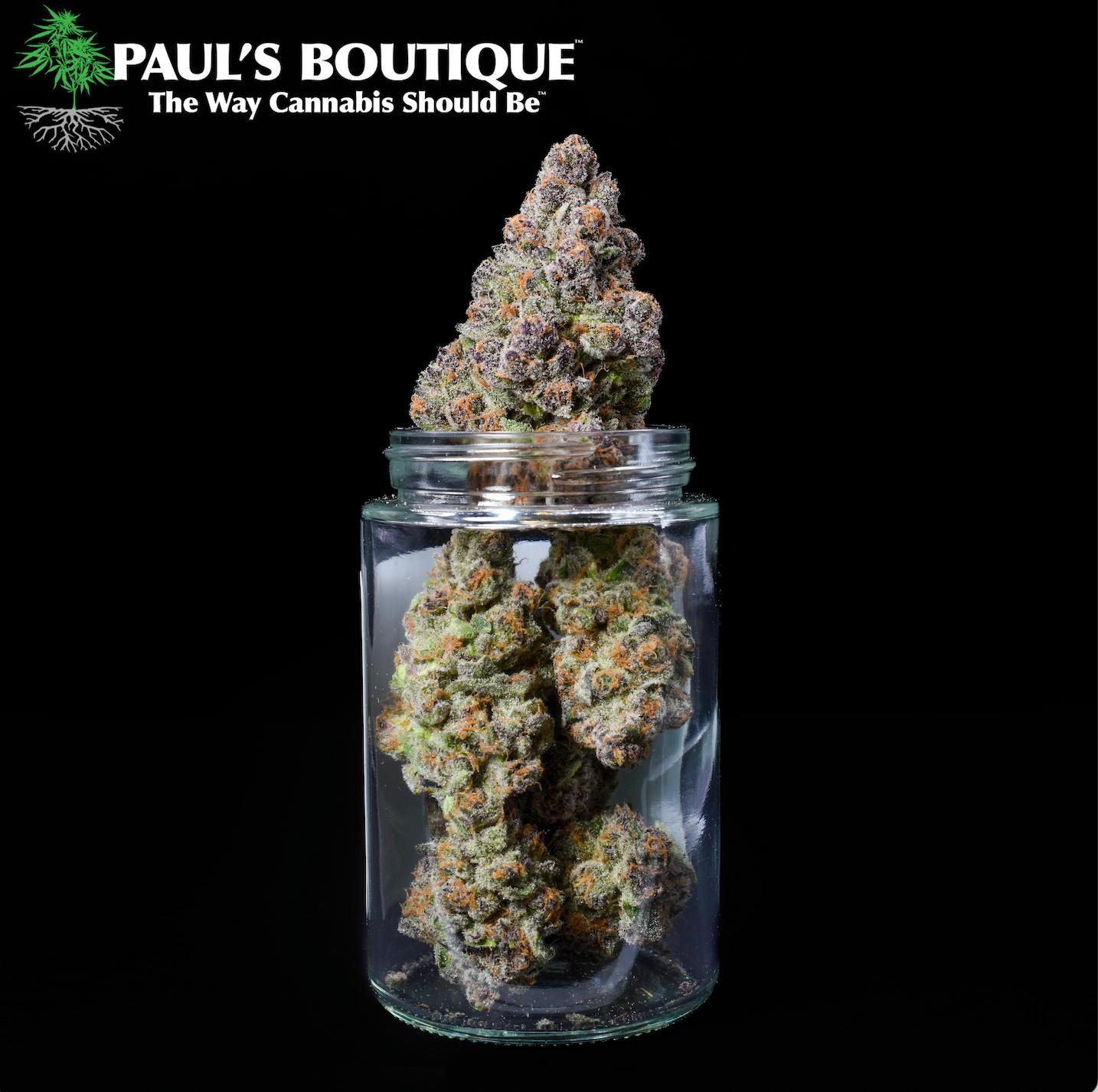 Cryo Kush "Thai x E.C.S.D." by Paul's Boutique