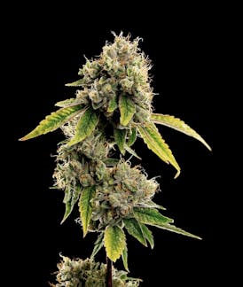 Pearl OG