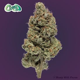 Chem D