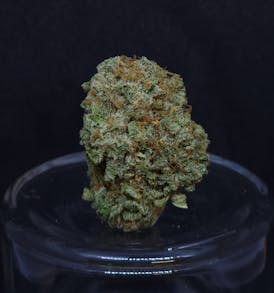 Z Sweet Insanity #5 .5g Pre-Roll
