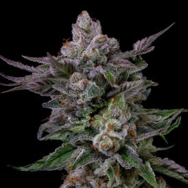 Great Northern Cannabis Grape Kush 7G Prepackaged Flower (Hybrid)
