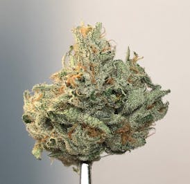 Quantum Kush .5g Pre-Roll