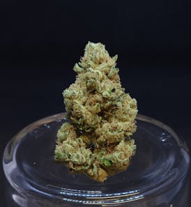 Phatso 1g Flower