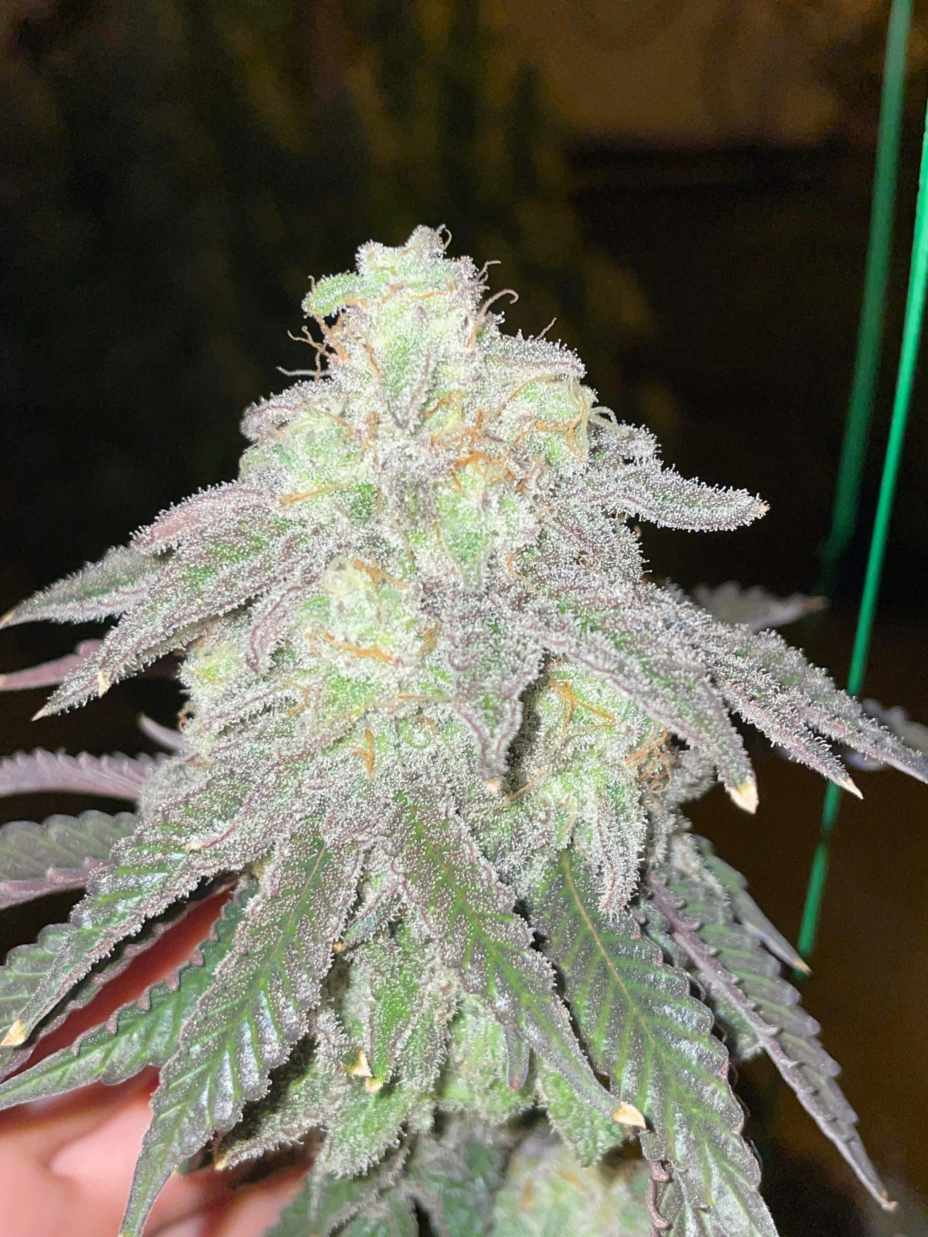 MAC 1 at Lake Smoke Farm