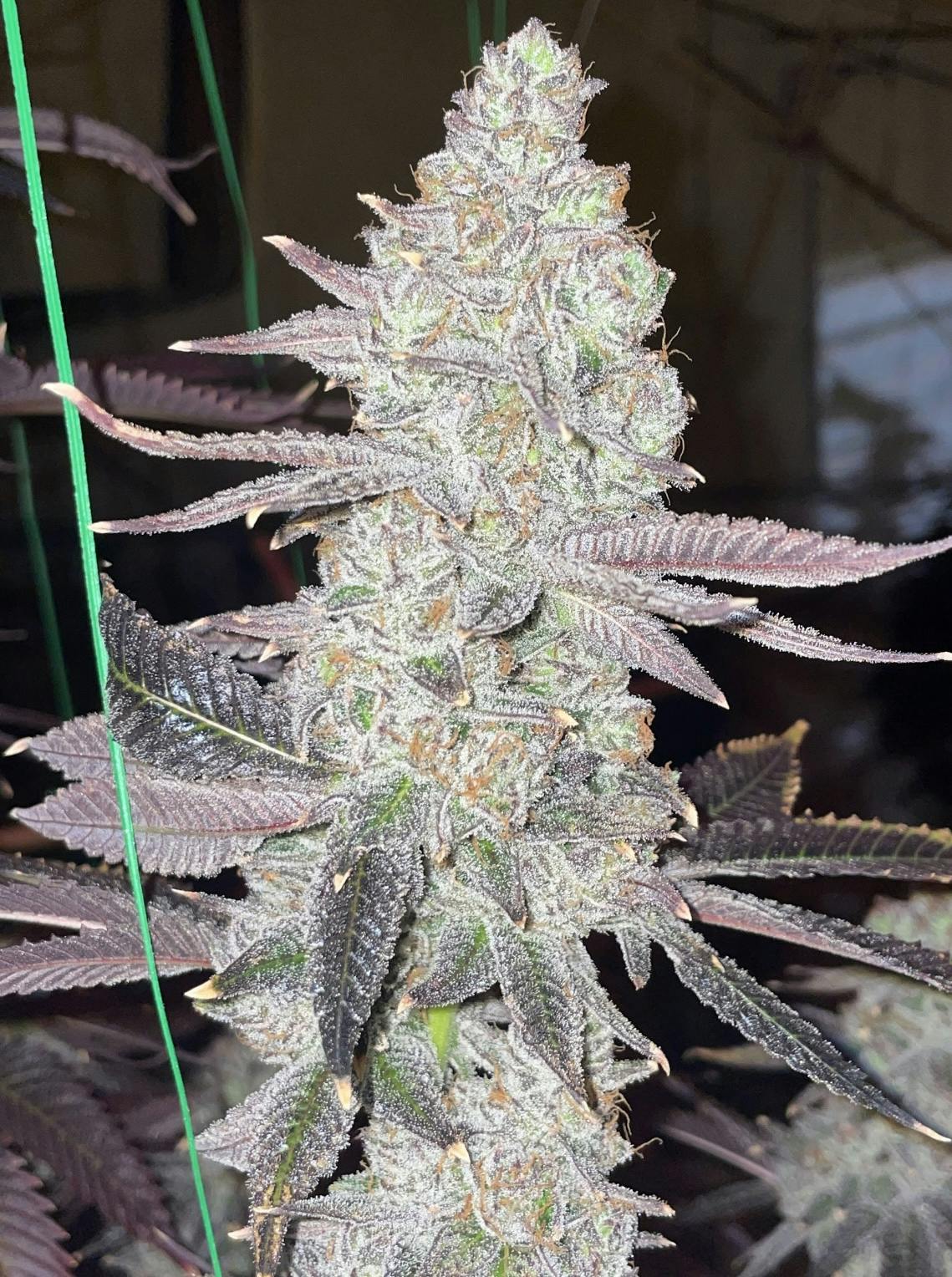 White Truffle by ITF