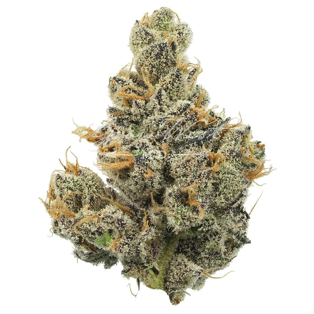 Sour Apple Crumble | Gold | Trimmed Flower by Grow West Cannabis Company