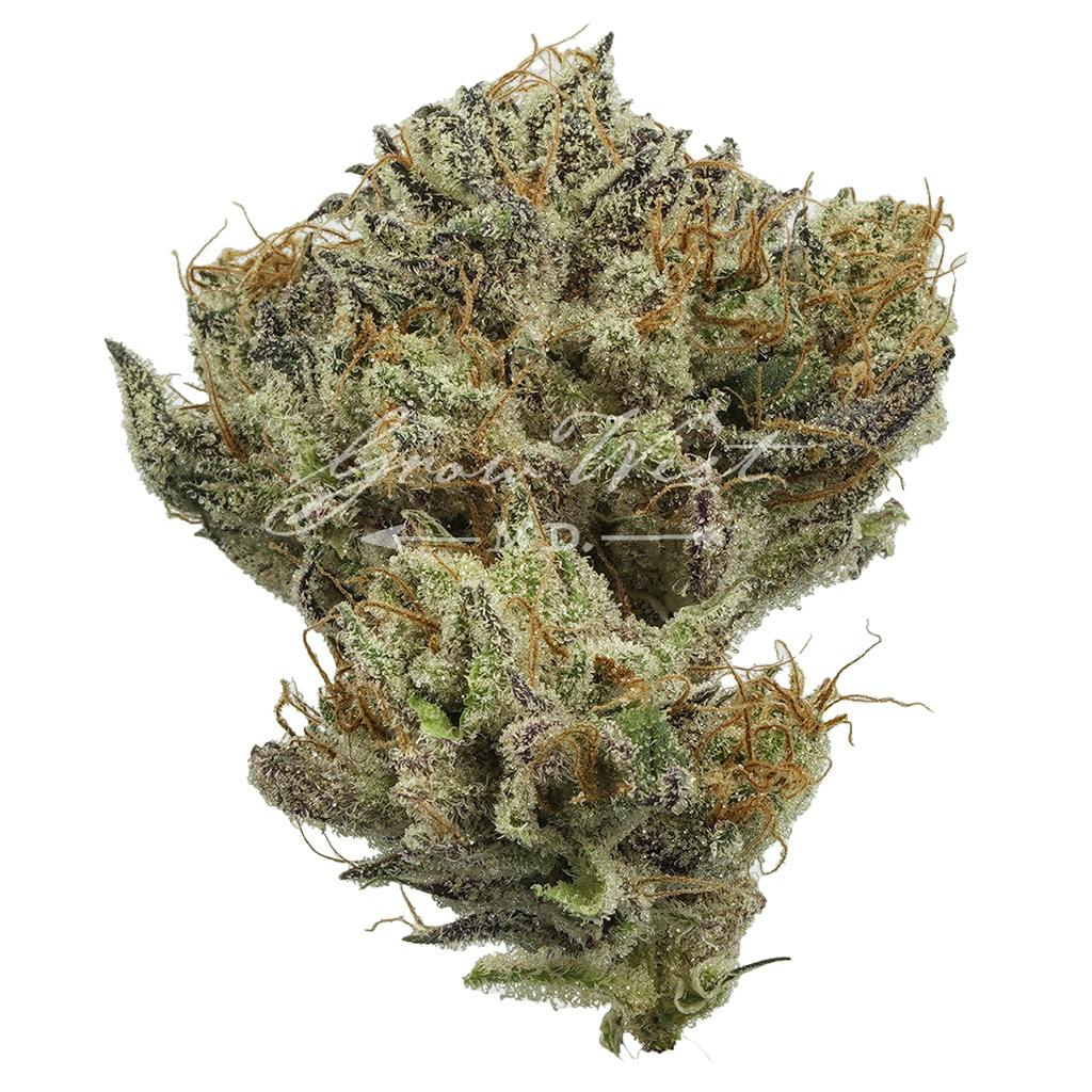 Sweet Cinnamon Octane | Gold | Trimmed Flower by Grow West Cannabis Company
