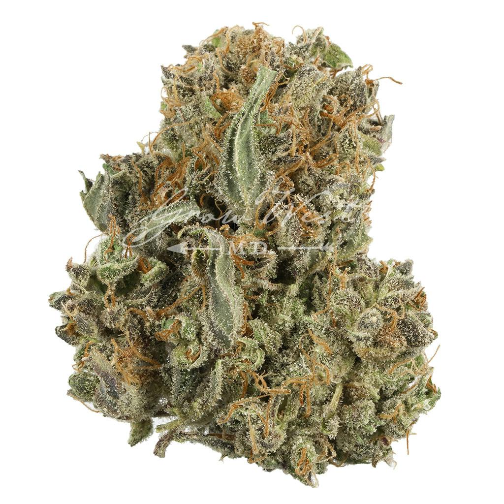 Grow West Cannabis Company Chocolate Kush Untrimmed Silver Weedmaps
