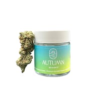 Autumn Brands - Mango Haze Premium Flower 3.5g