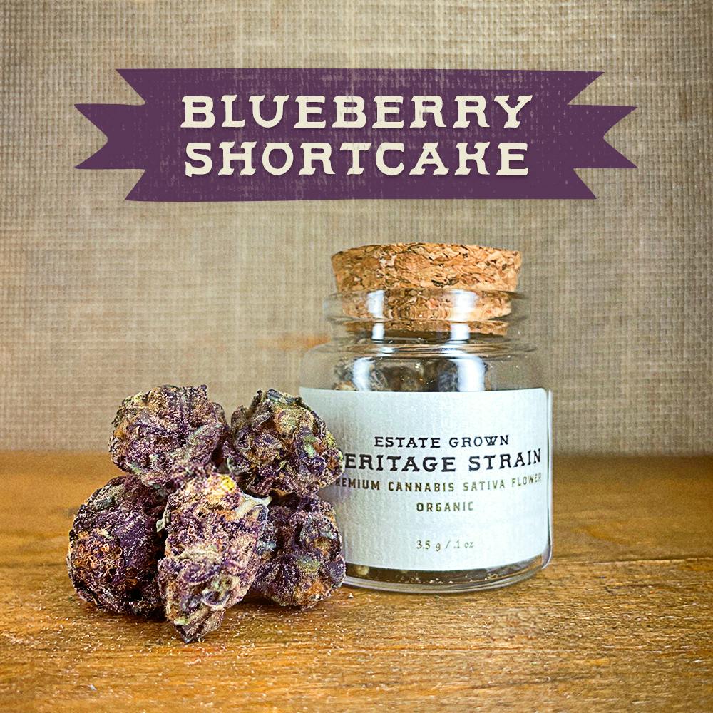 Blueberry Shortcake Hybrid Heritage Flower