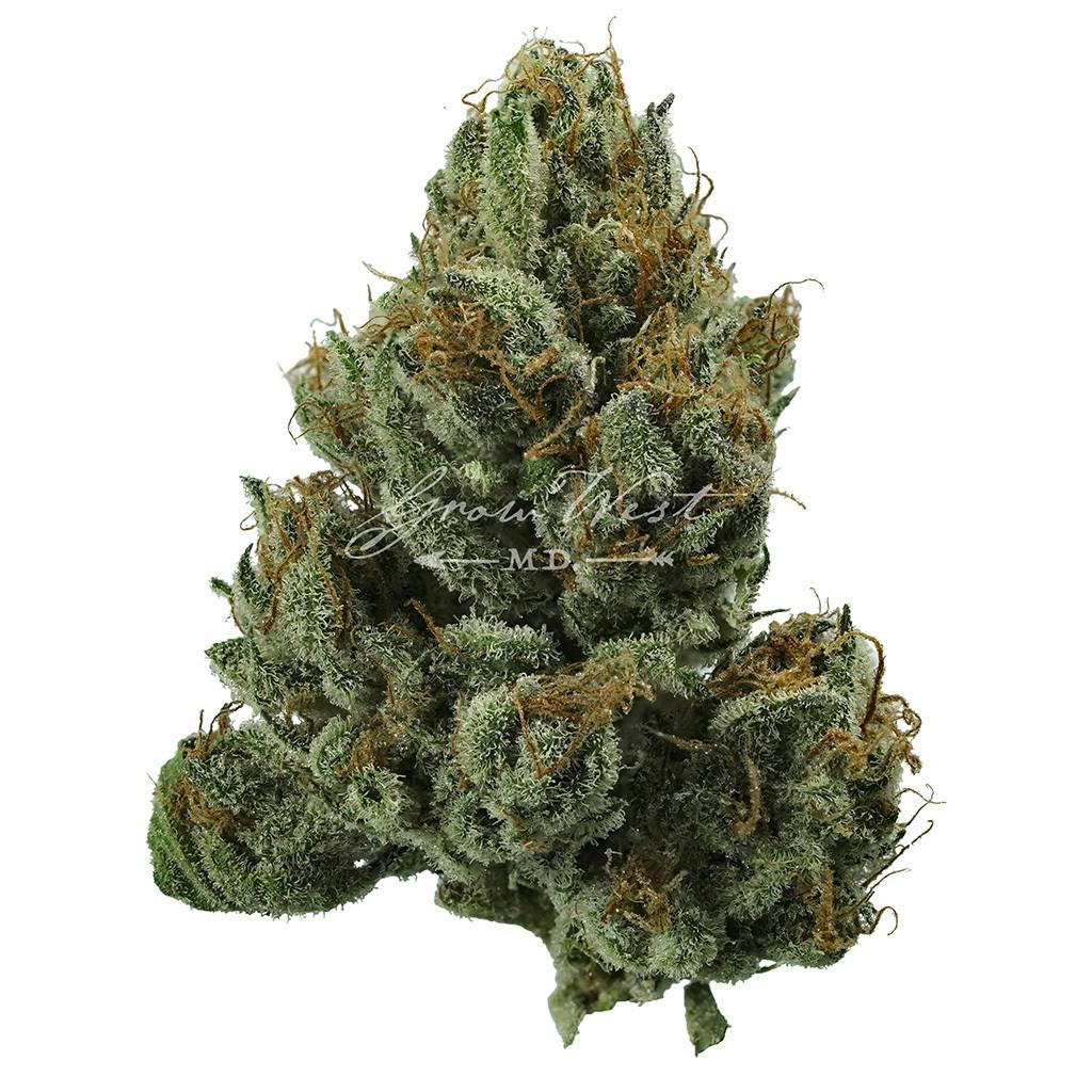 Magic Haze | Gold | Trimmed Flower